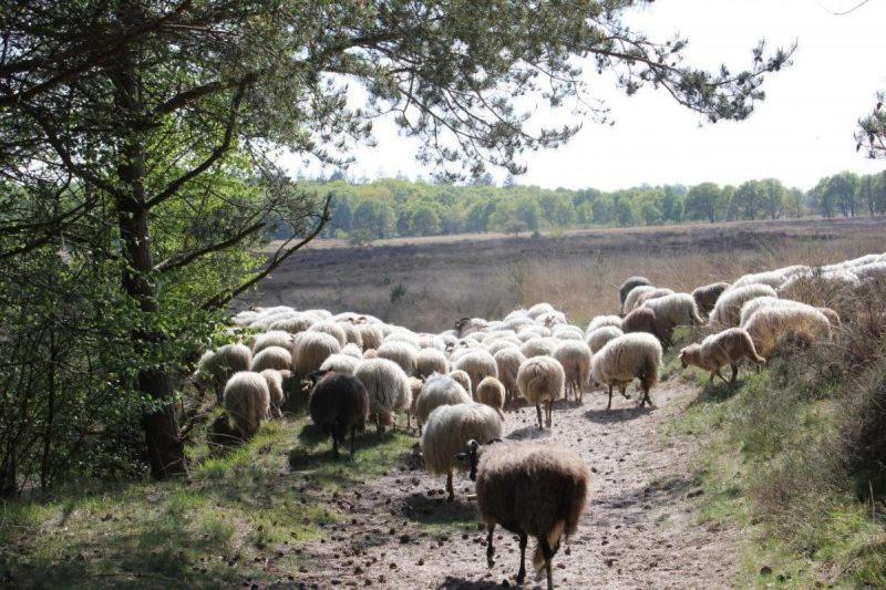Ludiek Eten En Slapen Havelte Zewnętrze zdjęcie